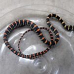 উলুবেড়িয়া থেকে কালনাগিনী সাপ উদ্ধার